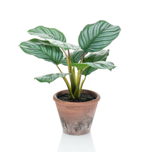 Emerald Calathea Orbifolia artificiel Terra 32 cm en pot